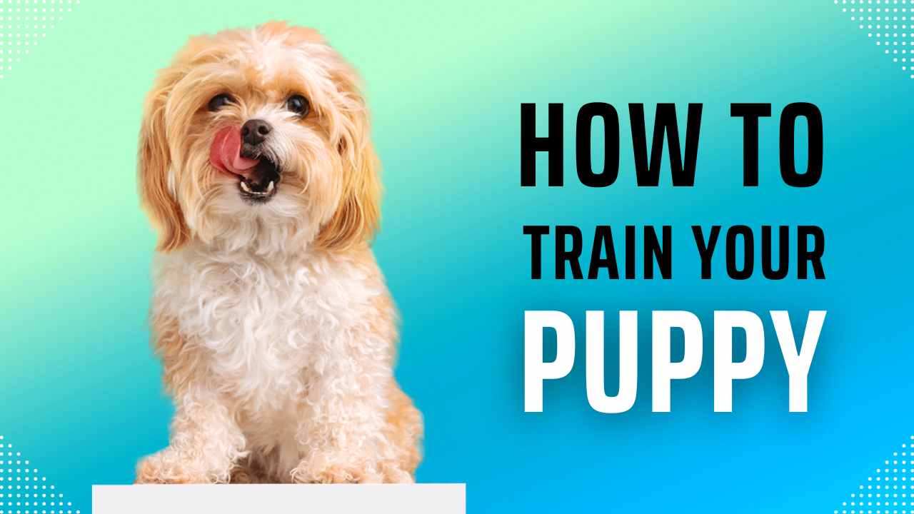How to Train a Puppy Not to Bite Expert Techniques_tipsforfits.com
