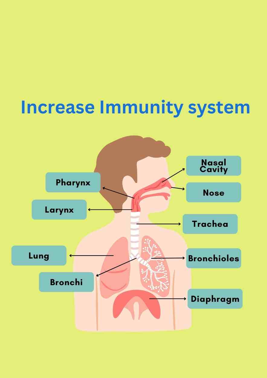 Increase Immunity system